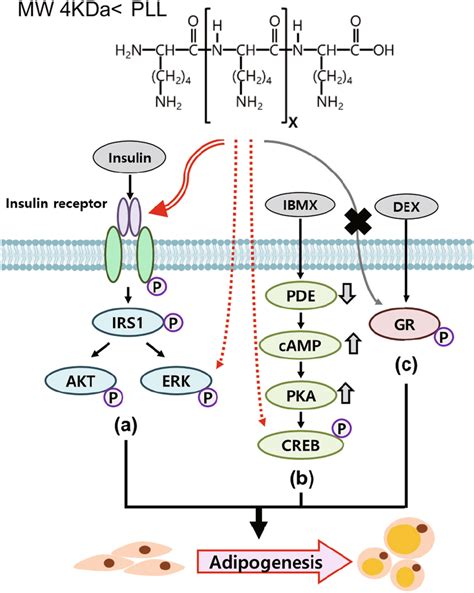 A Proposed Mechanism Of Signaling Pathways That PLL Activates In 3T3 L1