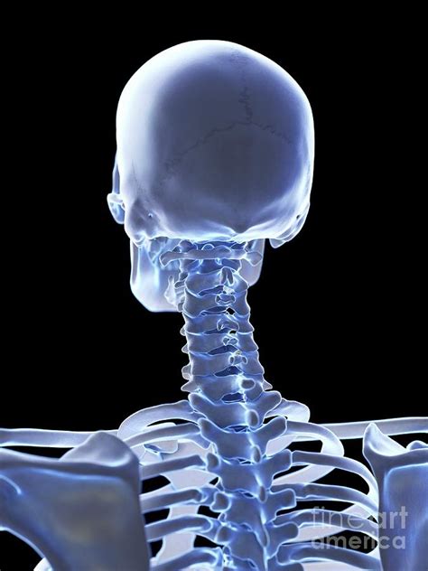 Neck Bones Photograph By Sebastian Kaulitzkiscience Photo Library Fine Art America