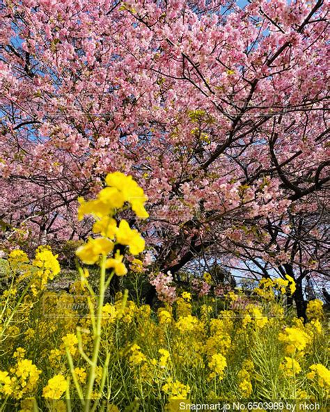 菜の花と河津桜の写真・画像素材 6503989 Snapmart（スナップマート）