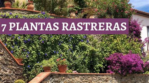 Las 7 Mejores PLANTAS RASTRERAS Que Pueden Cambiar Por Completo Tu