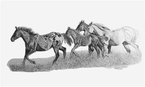 Wild Horse Herd by The-Horse-Talker on DeviantArt