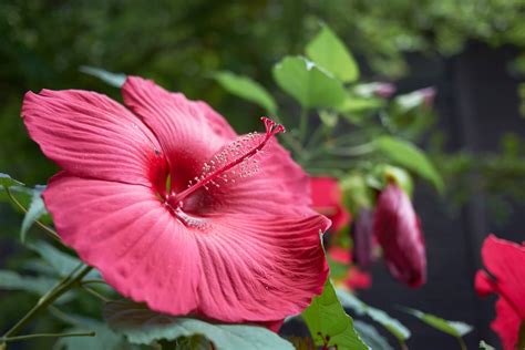 How to Grow and Care for Hardy Hibiscus in Your Garden - Petal Republic