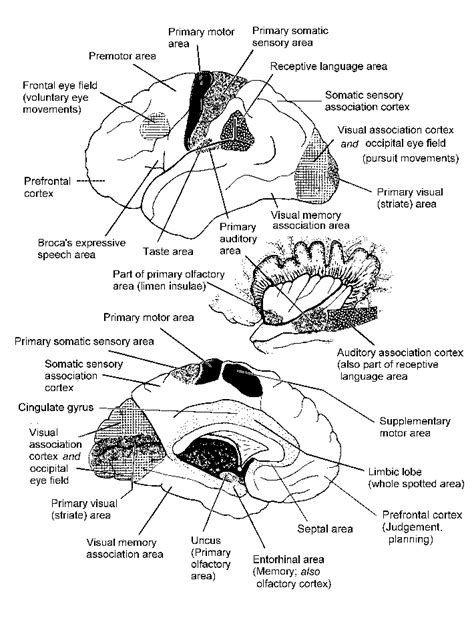 COOL PICTURES: supplementary motor area