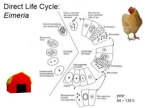 Protozoa with direct life cycle Flashcards | Quizlet