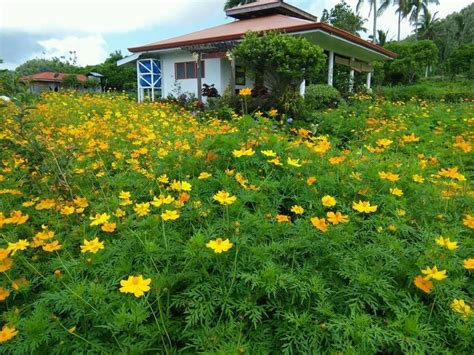 6 Most Beautiful Flower Gardens In The Philippines Visminph