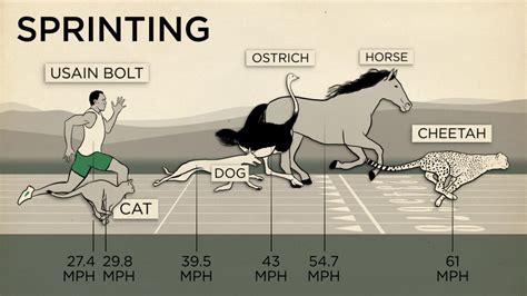 The 5 Fastest Mammals On Land Daily Infographic