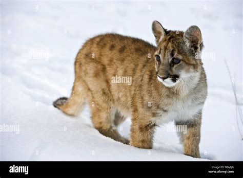 Cougar Mountain Lion Felis Concolor Baby In Winter Habitat Stock Photo