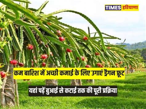 Dragon Fruit Farming कम बारिश में अच्छी कमाई के लिए उगाएं ड्रैगन फ्रूट यहां पढ़ें बुआई से कटाई