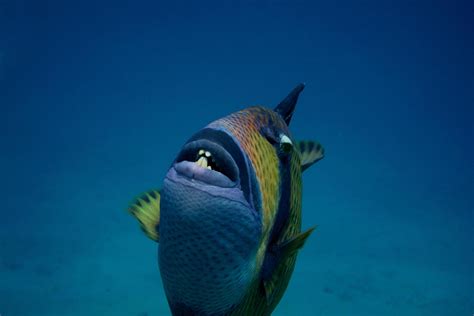 giant triggerfish teeth 6177457 Stock Photo at Vecteezy