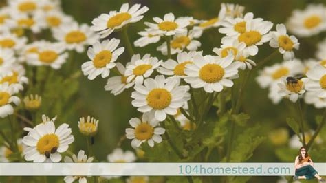 Feverfew for Migraines: A Multipurpose Medicinal Herb