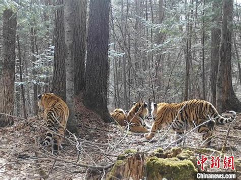 Video Of Wild Female Siberian Tiger Captured For First Time In Forest