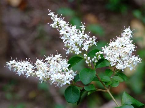 Chinese Privet Invasive Exotic Plants Of North Carolina · Inaturalist