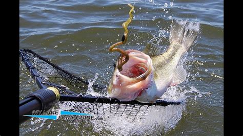 Thrilling Bass Fishing At Lake Fork Guide Stephen Fatherree S Lure