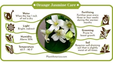 Orange Jasmine: Complete Care Guide To Grow Murraya Paniculata - Plant ...