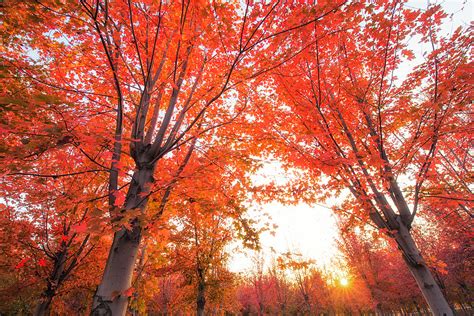 Ontario Native Maple Trees Carroll Property Services