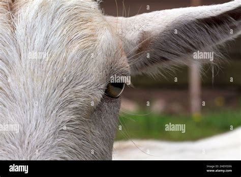 Goat Goat Head Domestic Goat Goats Goat Heads Domestic Goats Stock