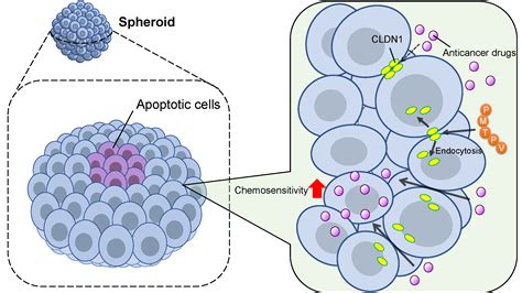 IJMS Free Full Text Increase In Toxicity Of Anticancer Drugs By