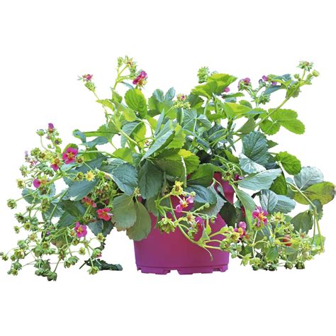 Erdbeere rosa blühend P5 l kaufen - Obst u. Beeren - LANDI