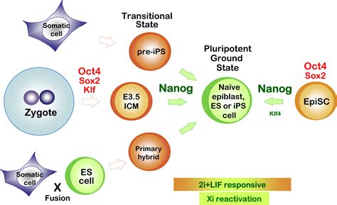 Nanog Is The Gateway To The Pluripotent Ground State Cell