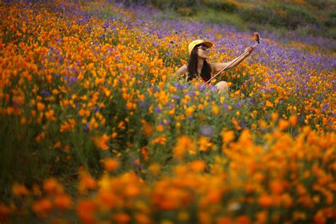 Wildflower Bloom Carpets Southern California in Vivid Color - NBC News