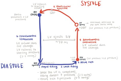 Hemodynamics Flashcards Quizlet