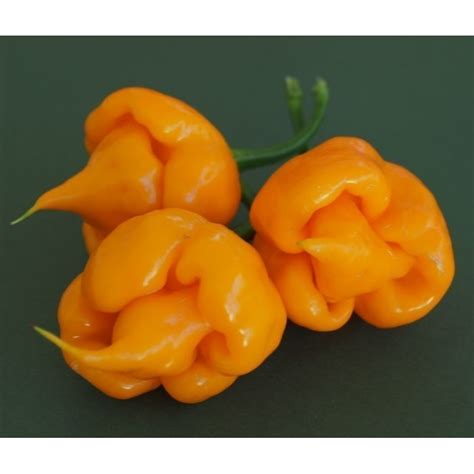 Sementes De Pimenta Trinidad Scorpion Vermelho E Amarelo 1 5 Mill