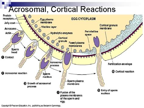 The Ovum Like Any Ordinary Cell In Its