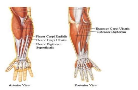 Forearm muscles [13]. | Download Scientific Diagram