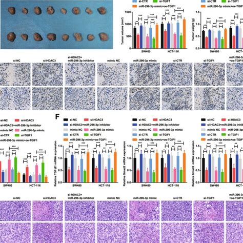 Restored Mir 296 3p Or Depleted T1hdac3 Slows Down Tumor Growth In