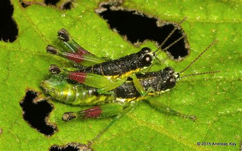 Grasshoppers Mating Liebermannacris Dorsualis From The S… Flickr