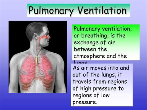 Ppt Pulmonary Ventilation Powerpoint Presentation Id668811