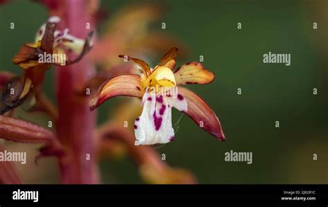 The Spotted Coral Root Orchid In The Brokenhead Wetlands Ecological