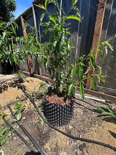 Growing Stone Fruit Tree Inside Under Lights General Fruit Growing