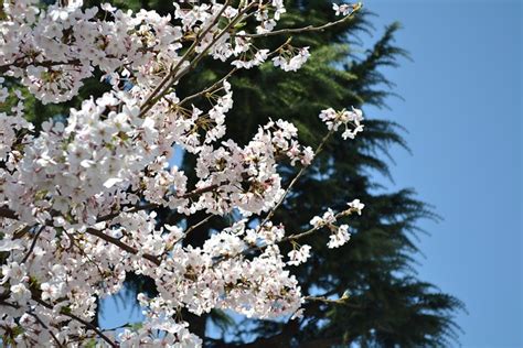 Cherry Blossom Japan Sakura - Free photo on Pixabay