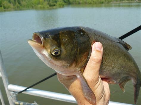 5 Jenis Ikan Air Tawar Paling Invasif Di Dunia