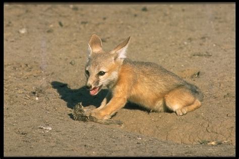 San Joaquin Kit Fox Mammals Of Coronado Nmem · Naturalista Mexico