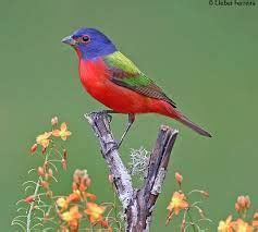 North America S Favorite Buntings Painted Bunting Exotic Birds