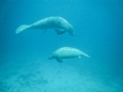 Traveling Belize: Snorkeling the Belize Barrier Reef | Bonzai Aphrodite