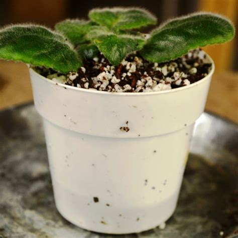 How Often To Change African Violet Potting Soil Mix Why Baby