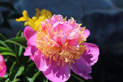 Pink Peony Flower - Free photo on Pixabay - Pixabay