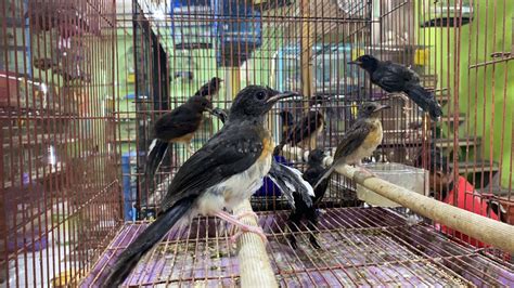 Baru Datang Murai Medan Trotol Dan Pastol Falk Kenari Lovebird