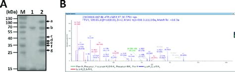 Protein Pull Down And Identification Of Cry11Aa Binding Proteins A