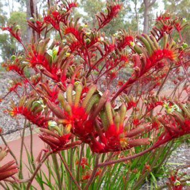 Anigozanthos Flavidus Red Tall Kangaroo Paw Seed X Ole Lantana S