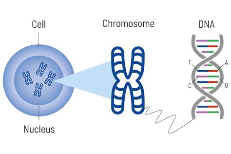 Genetic Prevention for Tumor Diseases 