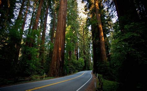 Redwood Forest Wallpapers Top Free Redwood Forest Backgrounds