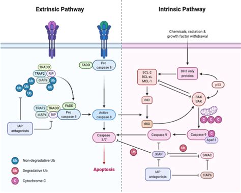 Extrinsic And Intrinsic Apoptosis Biorender Science Templates