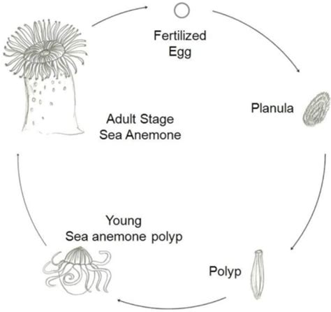 Schematic Representation Of A Typical Life Cycle Of An Open I