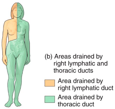 Anatomy Chapter 22 The Lymphatic System Flashcards Quizlet