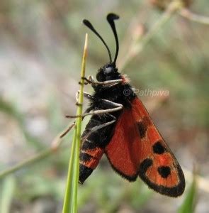 Zygaena Fausta Pathpiva