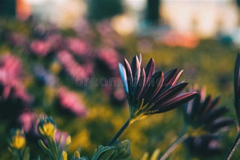 Los Ecklonis Rosados Del Osteospermum Florecen Imagen De Archivo